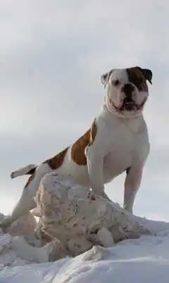 Play Dogs Animal World Wallpapers