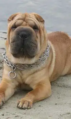 Play Dogs Animal World Wallpapers