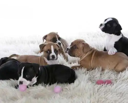 Play Dogs Animal World Wallpapers