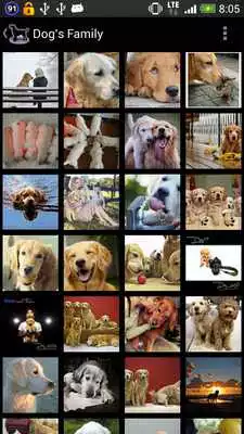 Play Dog