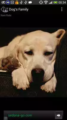 Play Dog