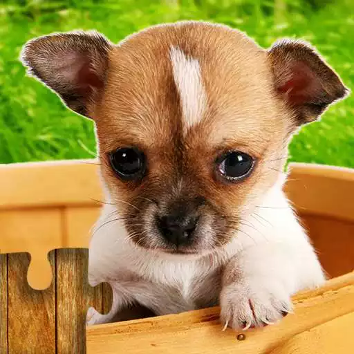 Play Dogs Jigsaw Puzzle Game Kids APK