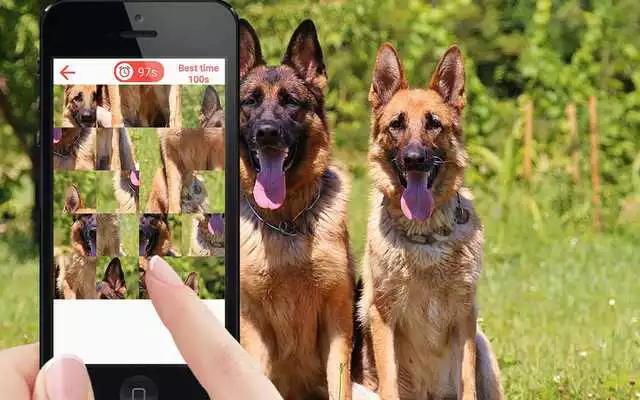 Play Dogs jigsaw puzzle game