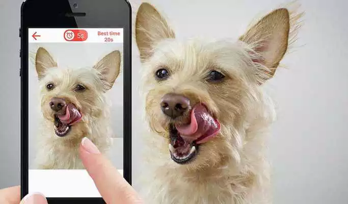Play Dogs jigsaw puzzle game