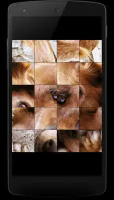 Play Dogs Jigsaw Puzzles for Kids