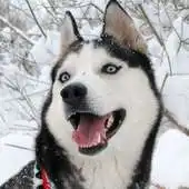 Free play online Dogs Life HD Jigsaw Puzzles APK