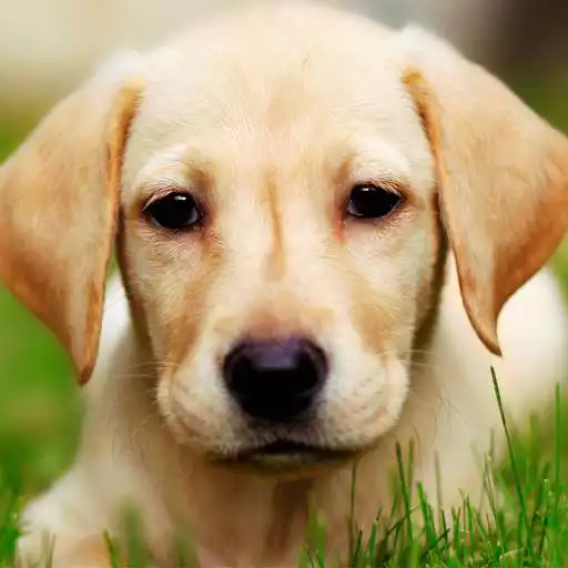 Run free android online Dogs Matching APK