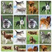 Free play online DOGS Match N Learn - FREE APK