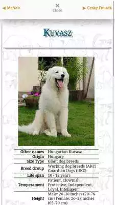 Play DOGS Match N Learn - FREE