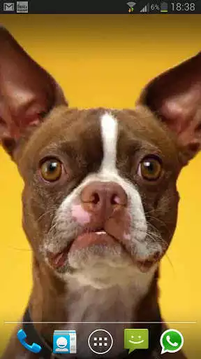 Play dog smiles live wallpaper