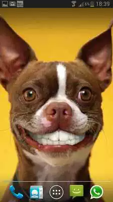 Play dog smiles live wallpaper