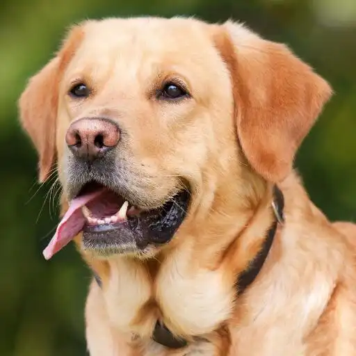 Play Dog Sounds - Barking Ringtones APK Play Dog Sounds - Barking Ringtones APK