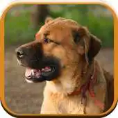 Free play online Dog Sounds for Kids APK Free play online Dog Sounds for Kids APK
