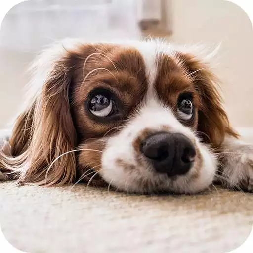 Run free android online Dog Sounds Notifications APK