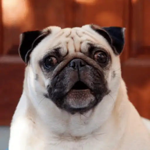 Play Dog Sounds- Prank your Friends APK Play Dog Sounds- Prank your Friends APK