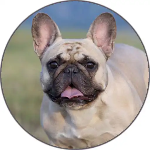 Play Dog Sounds Set as Ringtone APK Play Dog Sounds Set as Ringtone APK