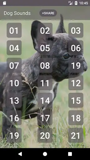 Play Dog Sounds Set as Ringtone  and enjoy Dog Sounds Set as Ringtone with UptoPlay