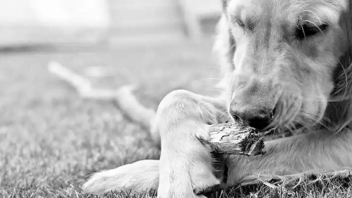 Play Dogs part 1