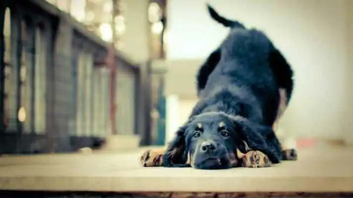 Play Dogs part 1