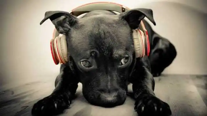Play Dogs part 1