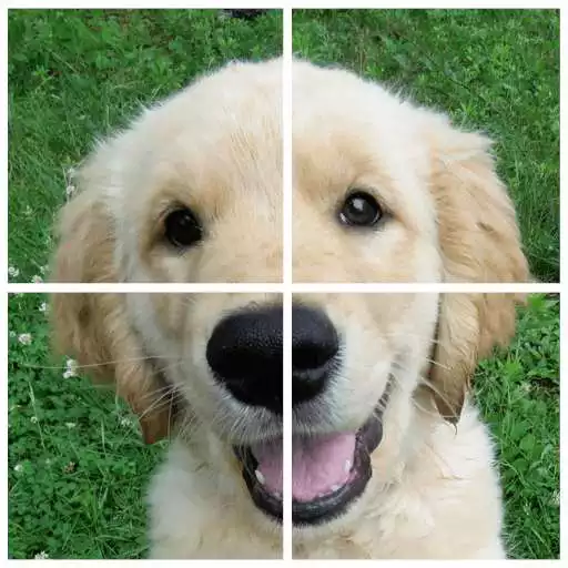 Play Dogs Puzzle APK