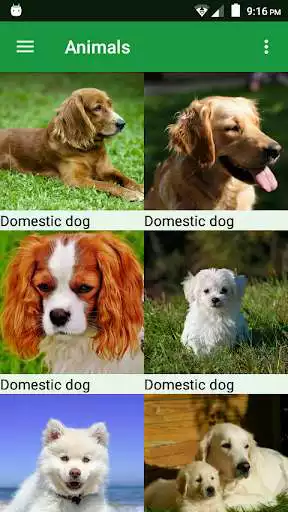 Play Dogs Puzzle  and enjoy Dogs Puzzle with UptoPlay