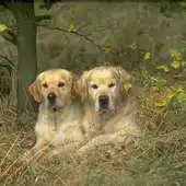 Free play online Dogs Retro Photo Wallpapers APK