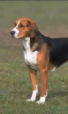 Play Dogs Retro Photo Wallpapers