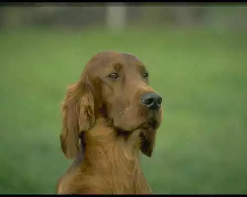 Play Dogs Retro Photo Wallpapers