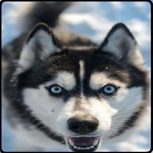 Play Dogs WallPaper 4K HD APK Play Dogs WallPaper 4K HD APK