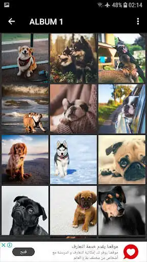 Play Dogs WallPaper 4K HD as an online game Dogs WallPaper 4K HD with UptoPlay