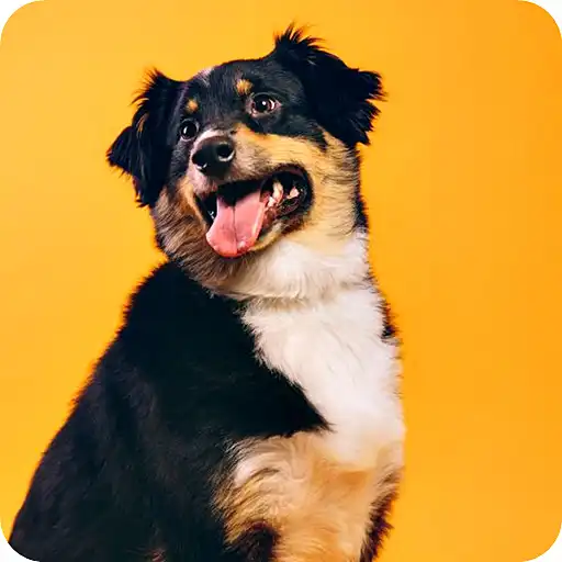 Play Dogs Wallpaper APK Play Dogs Wallpaper APK
