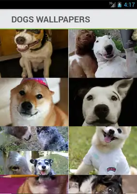 Play Dogs Wallpapers Backgrounds