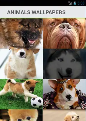 Play Dogs Wallpapers Backgrounds