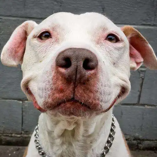 Free play online Dogs Wallpapers HD APK