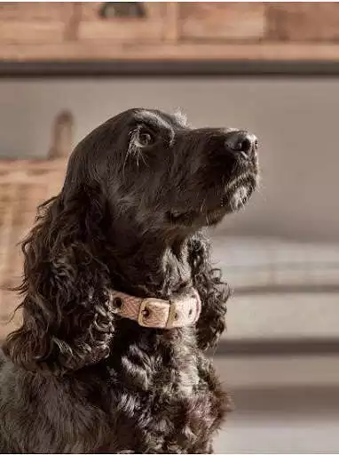 Play Dogs Wallpapers HD as an online game Dogs Wallpapers HD with UptoPlay