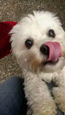 Play Dogs Wallpapers HD