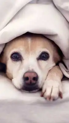 Play Dogs Wallpapers HD