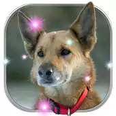 Free play online Dogs Wallpapers: Puppy Live Wallpaper Magic Touch APK
