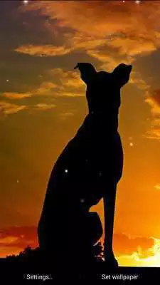 Play Dogs Wallpapers: Puppy Live Wallpaper Magic Touch