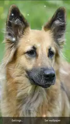 Play Dogs Wallpapers: Puppy Live Wallpaper Magic Touch