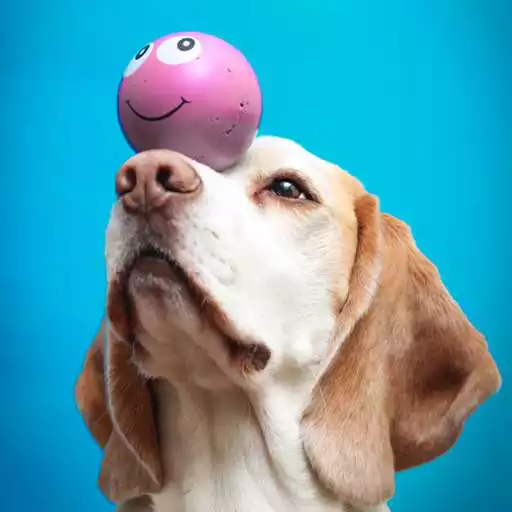 Play Dog Training - Best Tricks APK