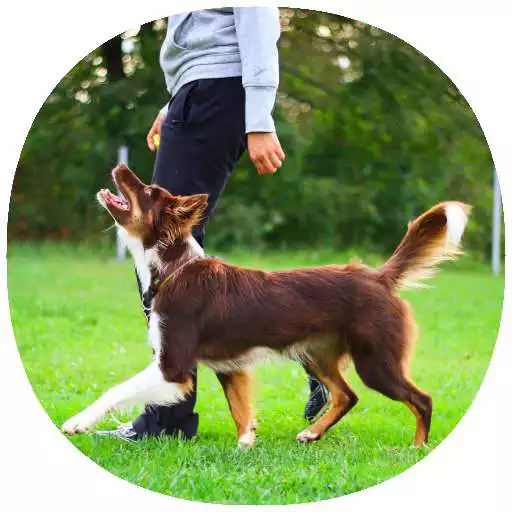Play Dog Training Guide APK Play Dog Training Guide APK