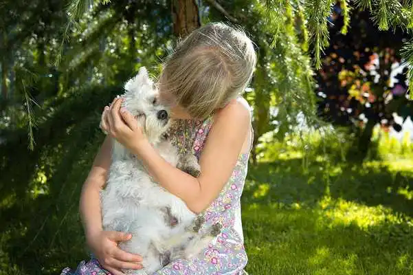 Play Dog Training