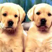 Free play online Dog Twins Puzzle APK Free play online Dog Twins Puzzle APK