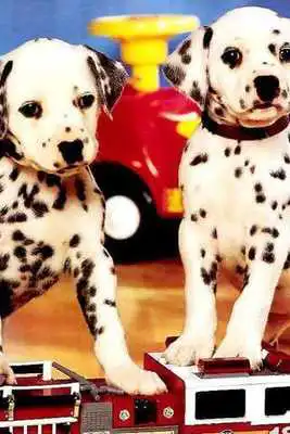 Play Dog Twins Puzzle