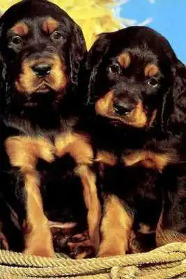 Play Dog Twins Puzzle
