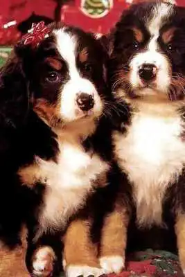 Play Dog Twins Puzzle