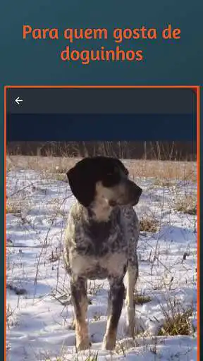 Play DOGUINHO as an online game DOGUINHO with UptoPlay