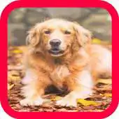 Free play online Dog wallpaper#1 APK